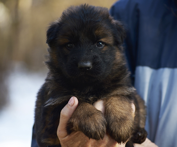 male long coat red and black sable european showline German Shepherd Puppy for Sale in Maryland, Pennsyvania, West Virginia, Virginia, East Coast, the best German Shepherd breeder in the USA